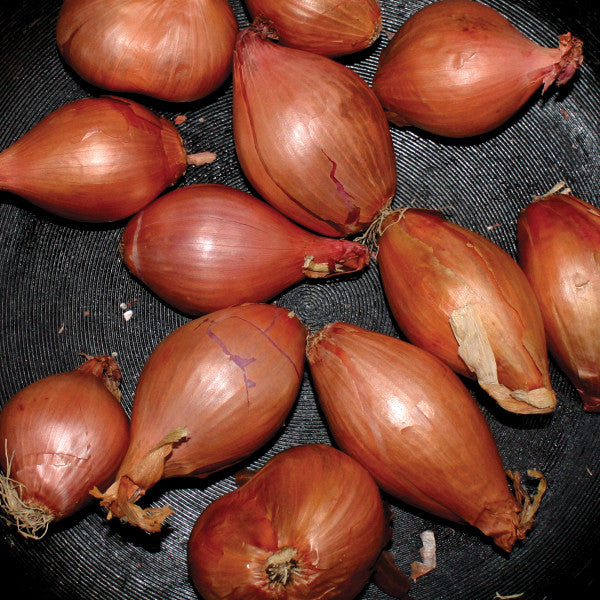 Ty Segall : Fried Shallots (12", EP)