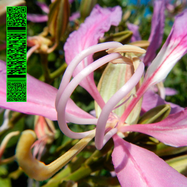 Avalon Emerson : Whities 013 (12")