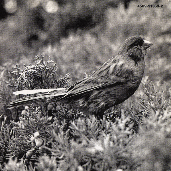 Thomas Fersen : Le Bal Des Oiseaux (CD, Album)