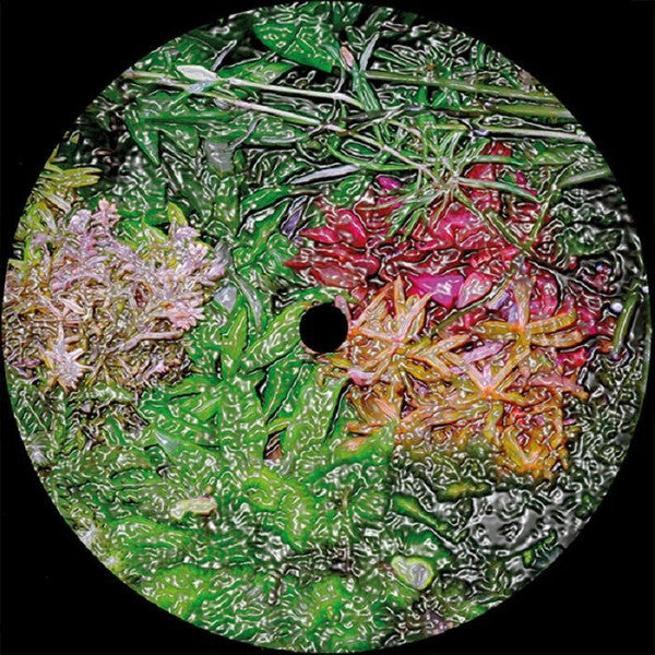Amygdala (13) : Solanaceae (12", EP)