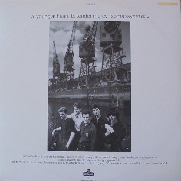 The Bluebells : Young At Heart (12")