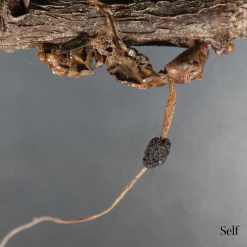 Terzij De Horde : Self (LP, Album, Ltd, Sil)